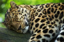 Ref: FA0026 - Leopard
