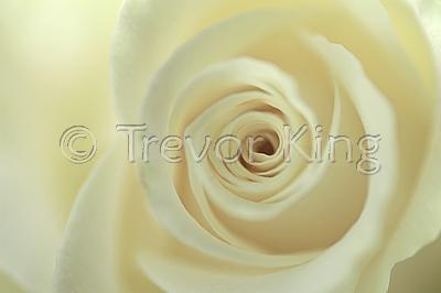 White Rose
