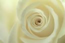 Ref: FL0011 - White Rose