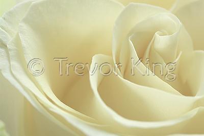 White Rose