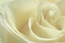 Ref: FL0012 - White Rose
