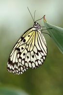 Ref: FA0028 - Tree Nymph