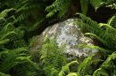 Ref: LS0053 - Natures Growth