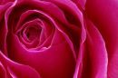 Ref: FL0014 - Rose