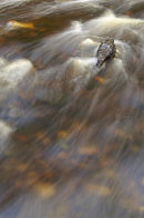 Ref: LS0049 - River detail