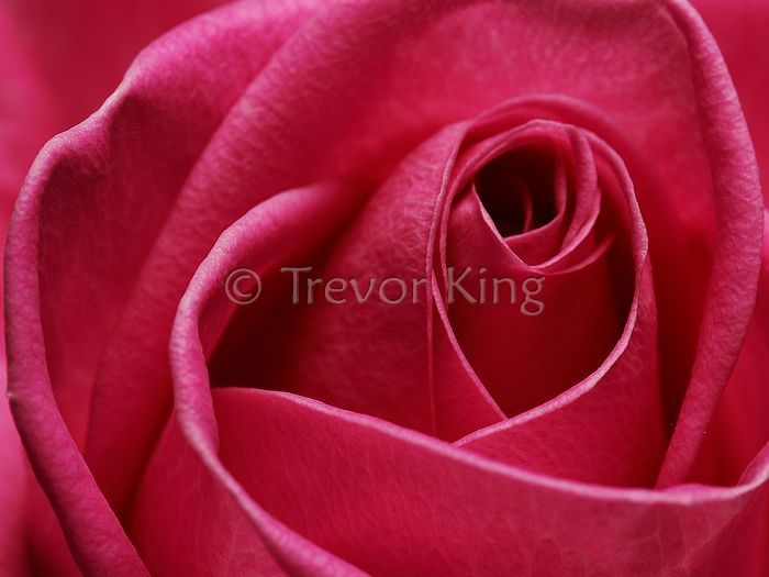 Red Rose