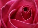 Ref: FL0015 - Red Rose
