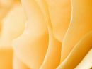 Ref: FL0018 - Rose Detail