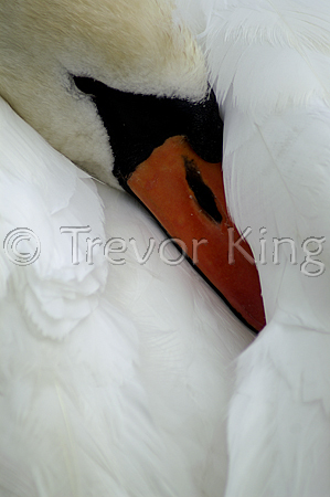 Soft Feathers