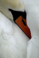 Ref: FA0029 - Soft Feathers