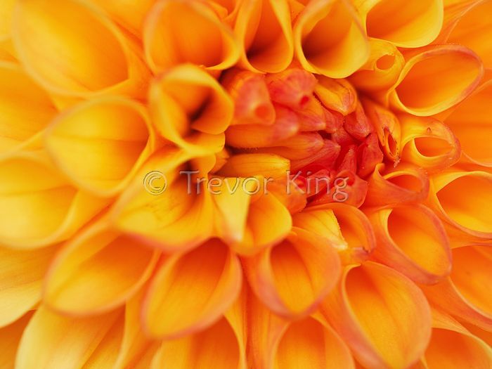 Yellow Chrysanthemum
