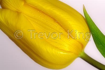Tulip