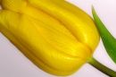 Ref: FL0019 - Tulip