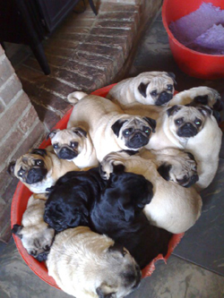 bed pugs tsuselenas at home tsuselena pugs bed pugs tsuselenas at home tsuselena pugs
