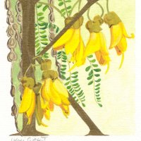 K for Kowhai