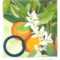O for Oranges