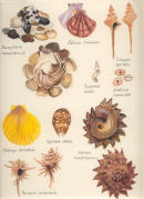 Shells from deep water