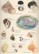Shells of the Rocky Shore 