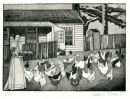 Feeding the Chooks