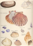 Shells of the Sandy Shore