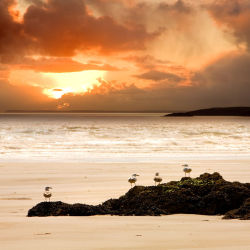 Sunset Gulls