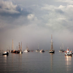 tamar fog
