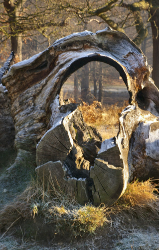 View through a rotting tree trunk