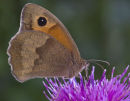 Meadow Brown Buttterfly 