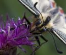 Swallowtail Butterfly
