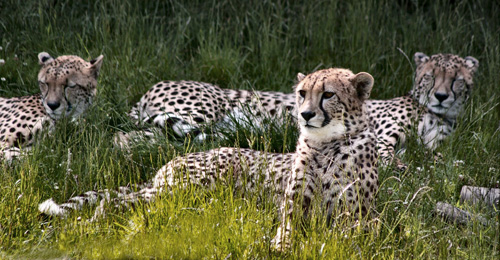 Cheetahs