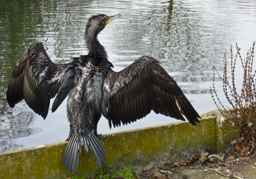 Cormorant