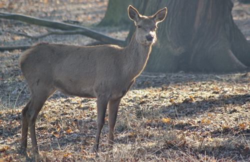 Deer in Richmond Park