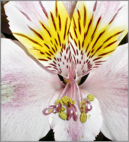Lily