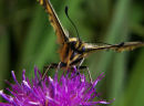 Swallowtail Butterfly