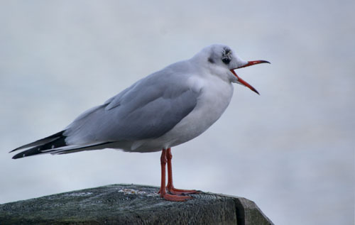Seagull