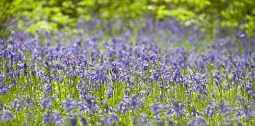 Bluebell Wood 01
