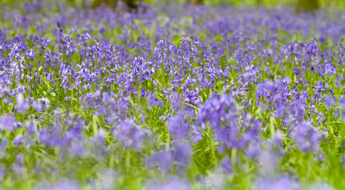 Bluebell Wood 02